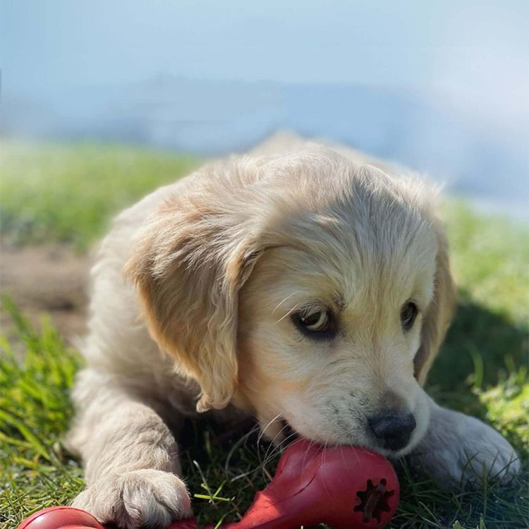 FREDOPETS Pets Toys Collection