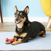 FREDOPETS Bite Resistant Rubber Dog Toy