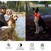 FREDOPETS LED Waterproof Light Up Dog Collar